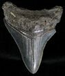 Serrated Megalodon Tooth - South Carolina #18423-1